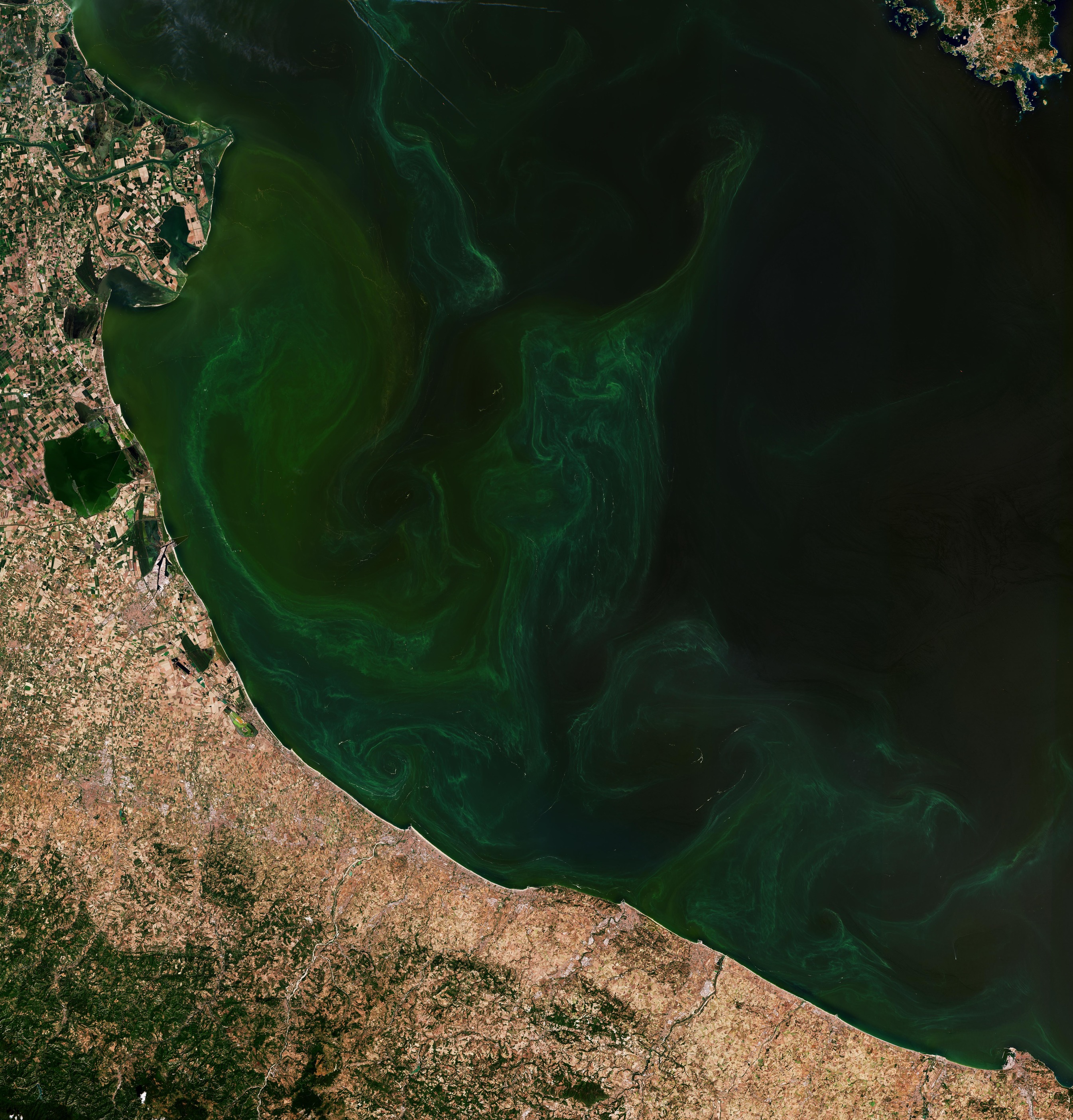 ESA - Immagine della settimana: Fioriture in Adriatico (15 settembre 2024)